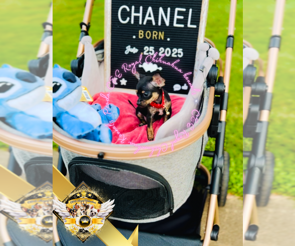 Medium Photo #5 Chihuahua Puppy For Sale in ATHENS, GA, USA