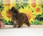 Spirit - Male Poodle (Toy) Puppy for Sale - Photo #13