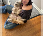 Small #2 Lhasa Apso Mix