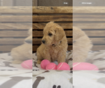 Small #16 Goldendoodle