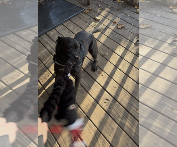 Medium Photo #6 American Staffordshire Terrier-Bulldog Mix Puppy For Sale in Holly Springs, NC, USA