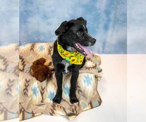 Korra - Female Labrador Retriever-Unknown Mix Dog for Adoption - Photo #5