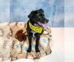 Small Photo #5 Labrador Retriever-Unknown Mix Puppy For Sale in Kennesaw, GA, USA