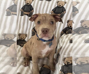 Mutt Dogs for adoption in Shreveport, LA, USA