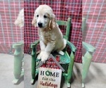 Small Photo #10 Golden Retriever Puppy For Sale in MERCED, CA, USA