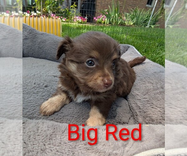 Medium Photo #1 Chihuahua Puppy For Sale in LEBANON, PA, USA