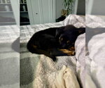 Small #2 Collie Mix