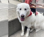 Small #8 Great Pyrenees Mix