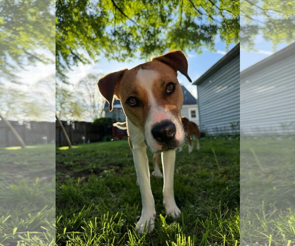 Medium Photo #1 American Pit Bull Terrier-Unknown Mix Puppy For Sale in Germantown, OH, USA