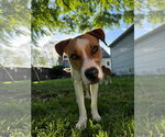 Small American Pit Bull Terrier Mix