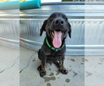 Small #1 Mutt