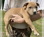 Small Photo #1 American Bully Puppy For Sale in SOMERSET, KY, USA