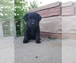 Small Photo #7 Labrador Retriever Puppy For Sale in FLAGLER, CO, USA