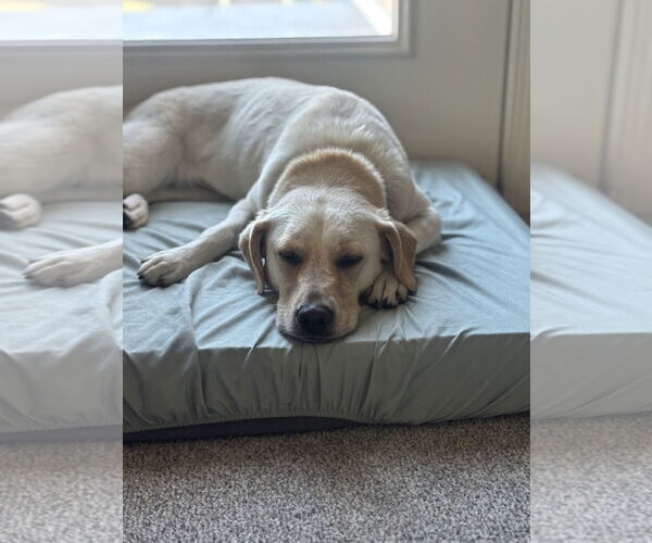 Medium Photo #2 Labrador Retriever-Unknown Mix Puppy For Sale in Minneapolis, MN, USA