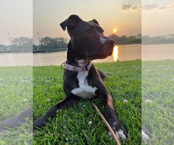 Medium Photo #50 American Pit Bull Terrier-Unknown Mix Puppy For Sale in Germantown, OH, USA