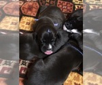 Small Photo #6 American Bulldog-Golden Retriever Mix Puppy For Sale in KNOWLES, WI, USA