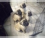 Small Photo #2 Bullmastiff Puppy For Sale in N LITTLE ROCK, AR, USA