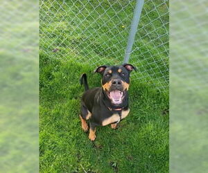 Rottweiler-Unknown Mix Dogs for adoption in Muskegon, MI, USA