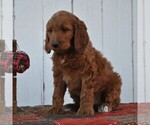 Small Photo #3 Irish Doodle Puppy For Sale in GREENCASTLE, PA, USA