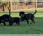 Small Photo #7 Rottweiler Puppy For Sale in YUCCA VALLEY, CA, USA