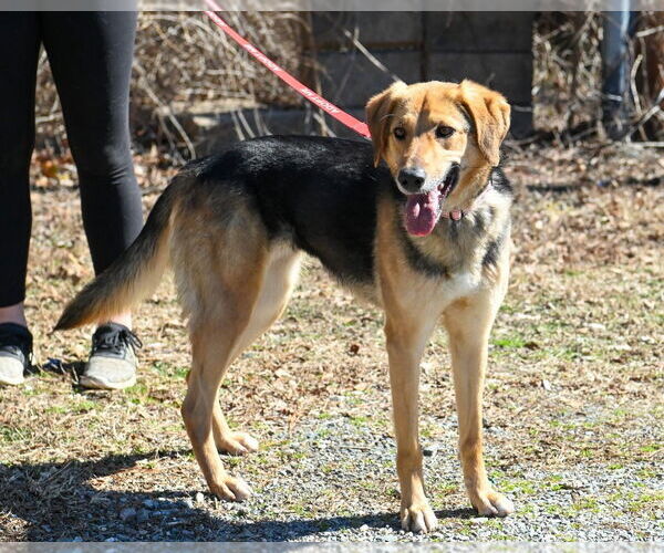 Medium Photo #4 Mutt Puppy For Sale in Glen Allen, VA, USA
