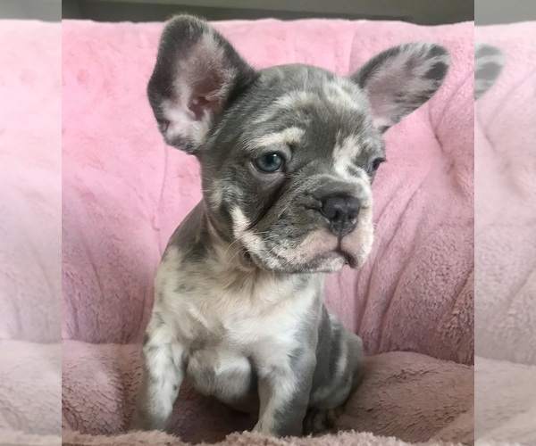 Medium Photo #3 French Bulldog Puppy For Sale in COCOA, FL, USA