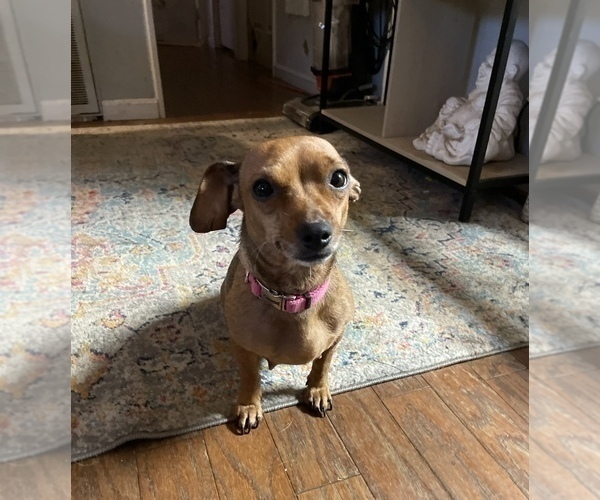 Medium Photo #1 Beagle-Chiweenie Mix Puppy For Sale in FAIRBORN, OH, USA