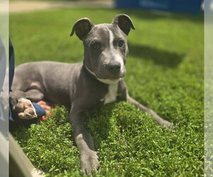 American Staffordshire Terrier-Unknown Mix Dogs for adoption in Des Moines, IA, USA