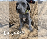 Puppy Bright Green Great Dane