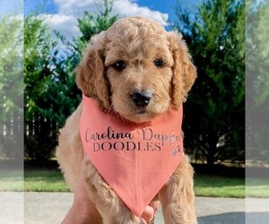 Goldendoodle Puppy for sale in HEMBY, NC, USA