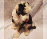 Small Photo #2 Miniature Bernedoodle Puppy For Sale in O FALLON, MO, USA