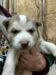 Small Photo #13 Siberian Husky Puppy For Sale in ELLENDALE, MN, USA