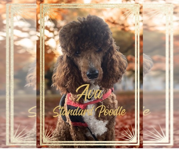 Medium Photo #1 Goldendoodle Puppy For Sale in SAINT CLOUD, MN, USA