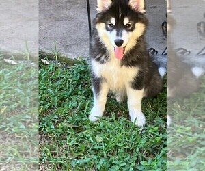Medium Pomsky