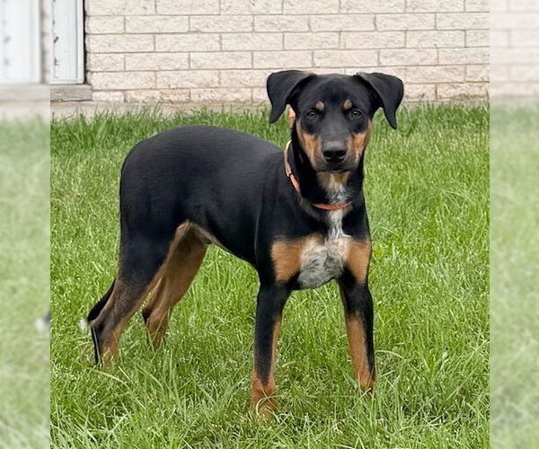 Medium Photo #3 Labrador Retriever-Unknown Mix Puppy For Sale in Genesee, WI, USA