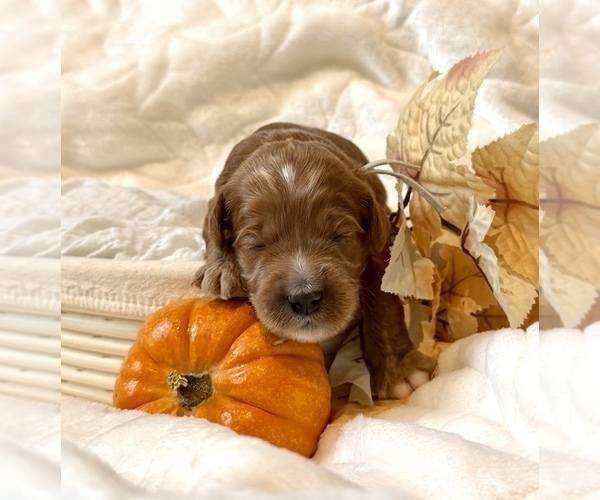 Medium Photo #2 Goldendoodle (Miniature) Puppy For Sale in MANTECA, CA, USA