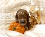 Small #1 Goldendoodle (Miniature)