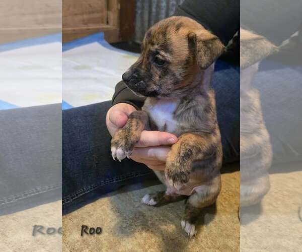 Medium Photo #3 Mountain Cur-Unknown Mix Puppy For Sale in Oakhurst, NJ, USA