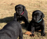 Small Photo #10 Labrador Retriever Puppy For Sale in ATHENS, GA, USA