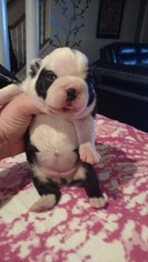 Boston Terrier Puppy for sale in FORT MILL, SC, USA