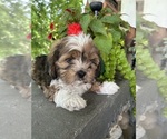 Small #3 Schweenie