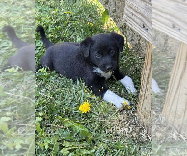 Medium Photo #1 Colonial Cocker Spaniel-Unknown Mix Puppy For Sale in Aurora, IN, USA