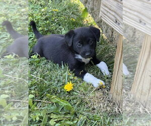 Colonial Cocker Spaniel-Unknown Mix Dogs for adoption in Aurora, IN, USA