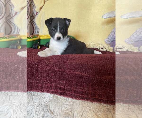 Medium Photo #1 Mutt Puppy For Sale in HOPKINSVILLE/PRINCETON, KY, NH, USA