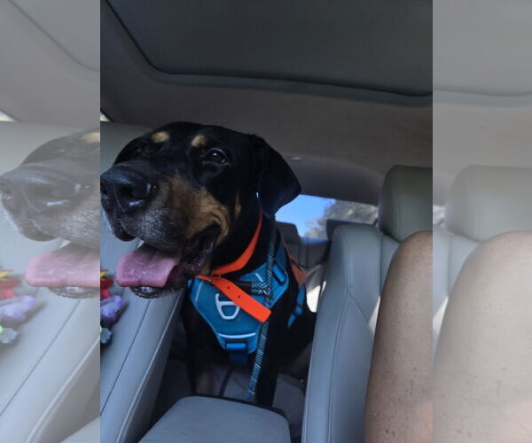 Medium Photo #2 Rottweiler-Unknown Mix Puppy For Sale in Jackson, MS, USA