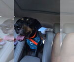 Small #1 Rottweiler Mix