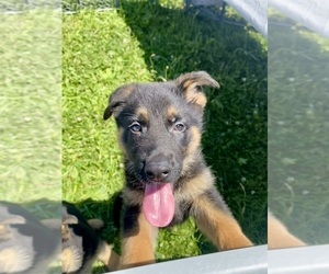 German Shepherd Dog Puppy for sale in RIGA, MI, USA