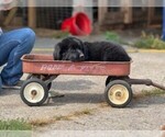 Puppy 4 Newfoundland