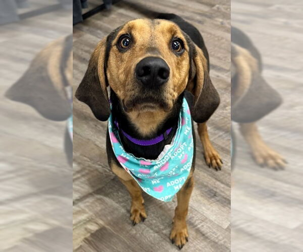 Medium Photo #3 Mutt Puppy For Sale in Evansville, IN, USA