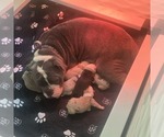 Small Olde English Bulldogge
